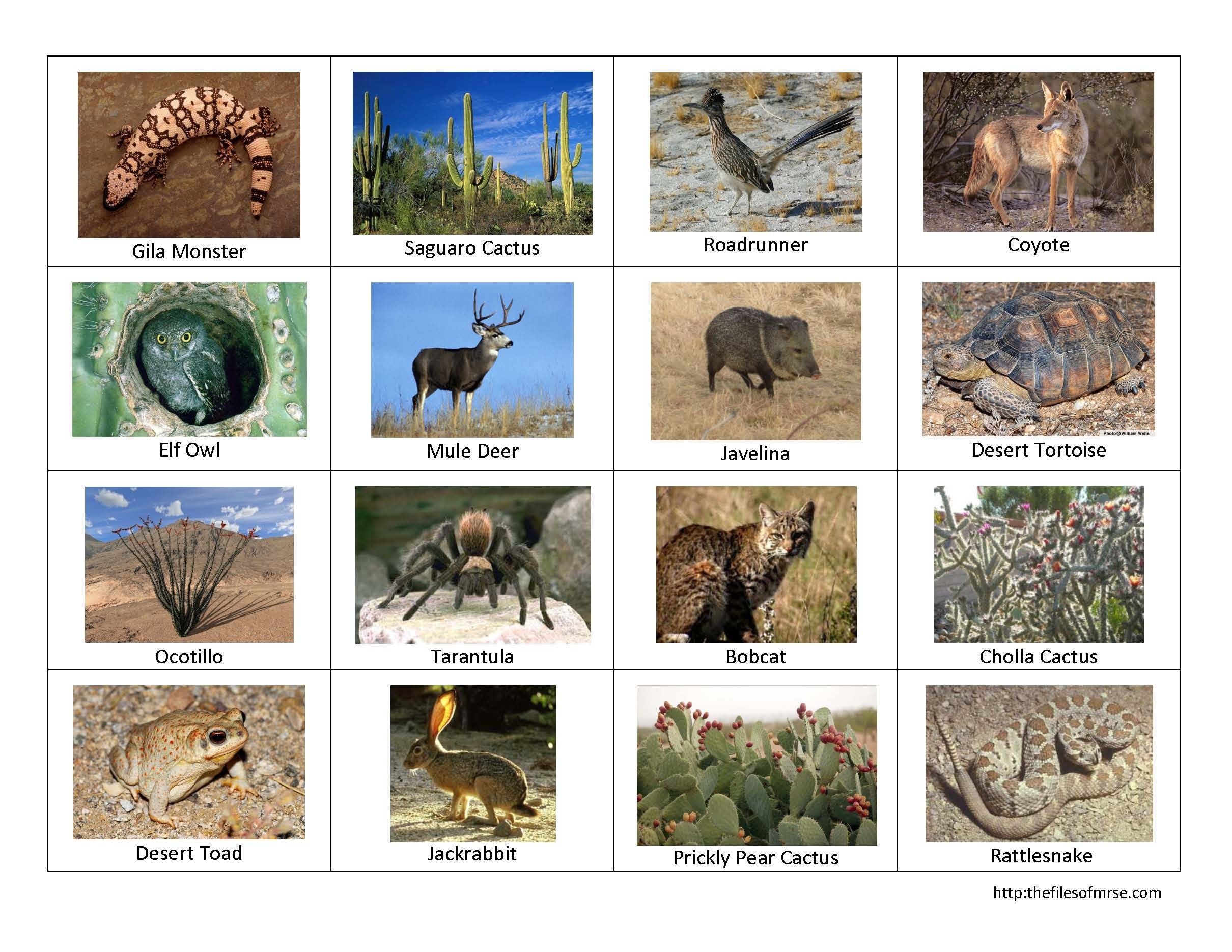 21 Animal Habitats Ideas Animal Habitats Animals Habitats