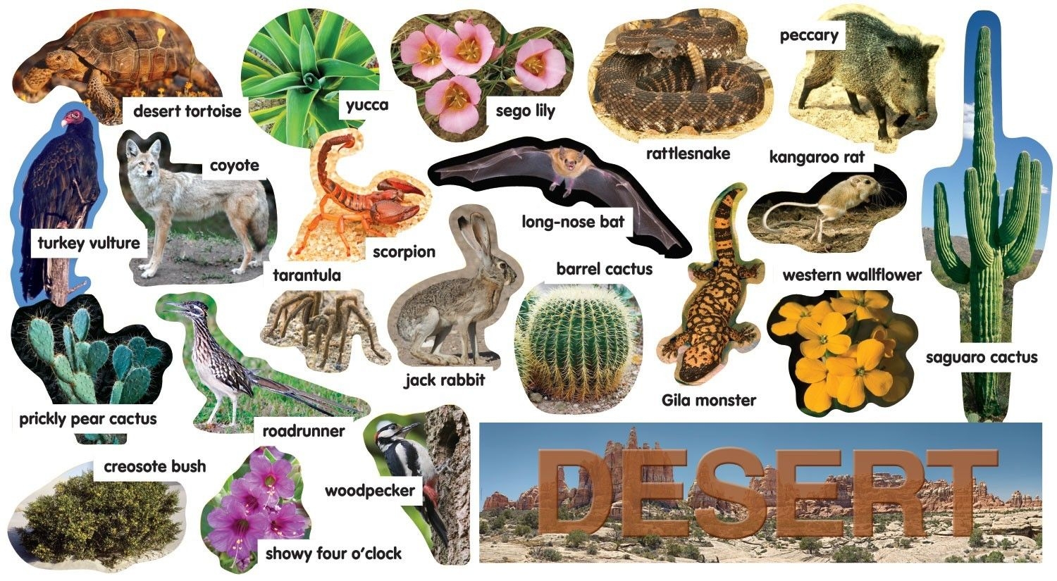 21 Animal Habitats Ideas Animal Habitats Animals Habitats