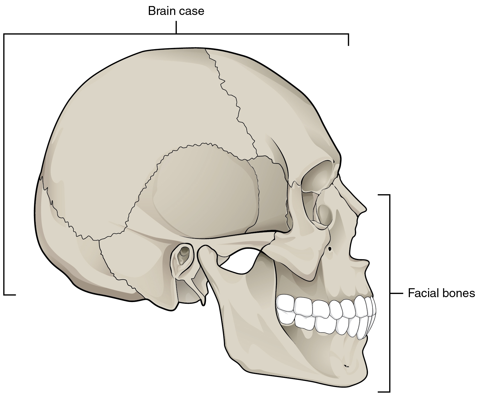 7 2 The Skull Douglas College Human Anatomy And Physiology I 1st Ed 