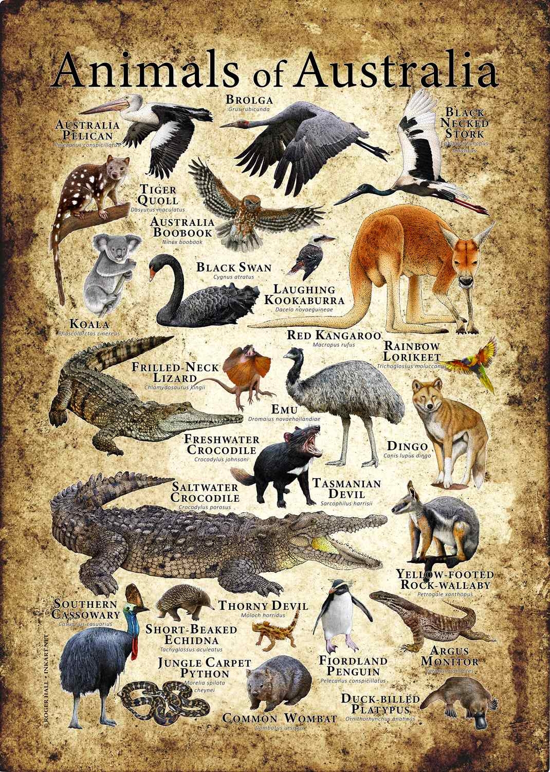 Pictures Of Australian Animals Printable