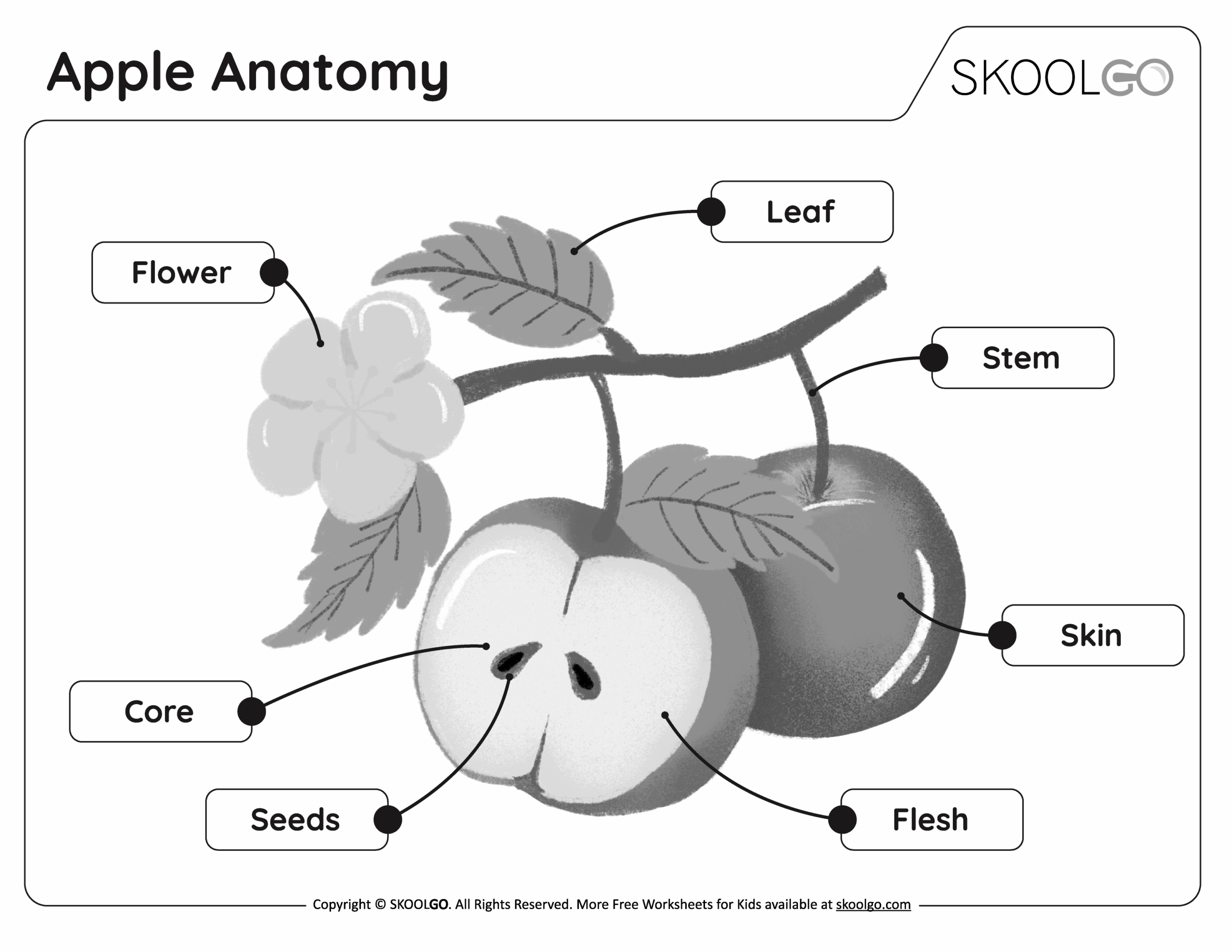 Parts Of An Apple Printable