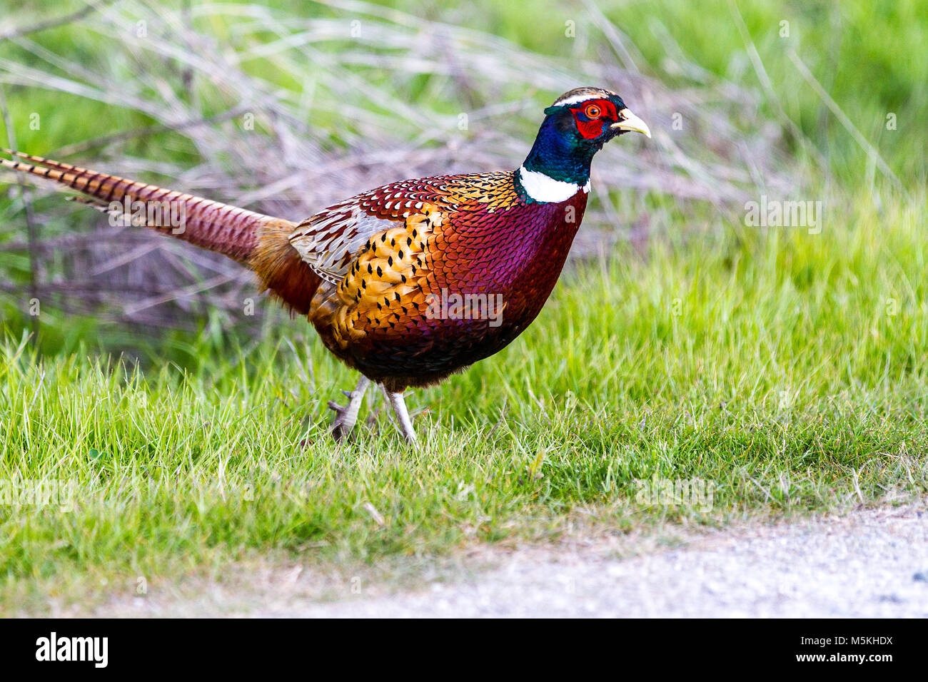 Chinese Ring Necked Pheasant Hi res Stock Photography And Images Alamy