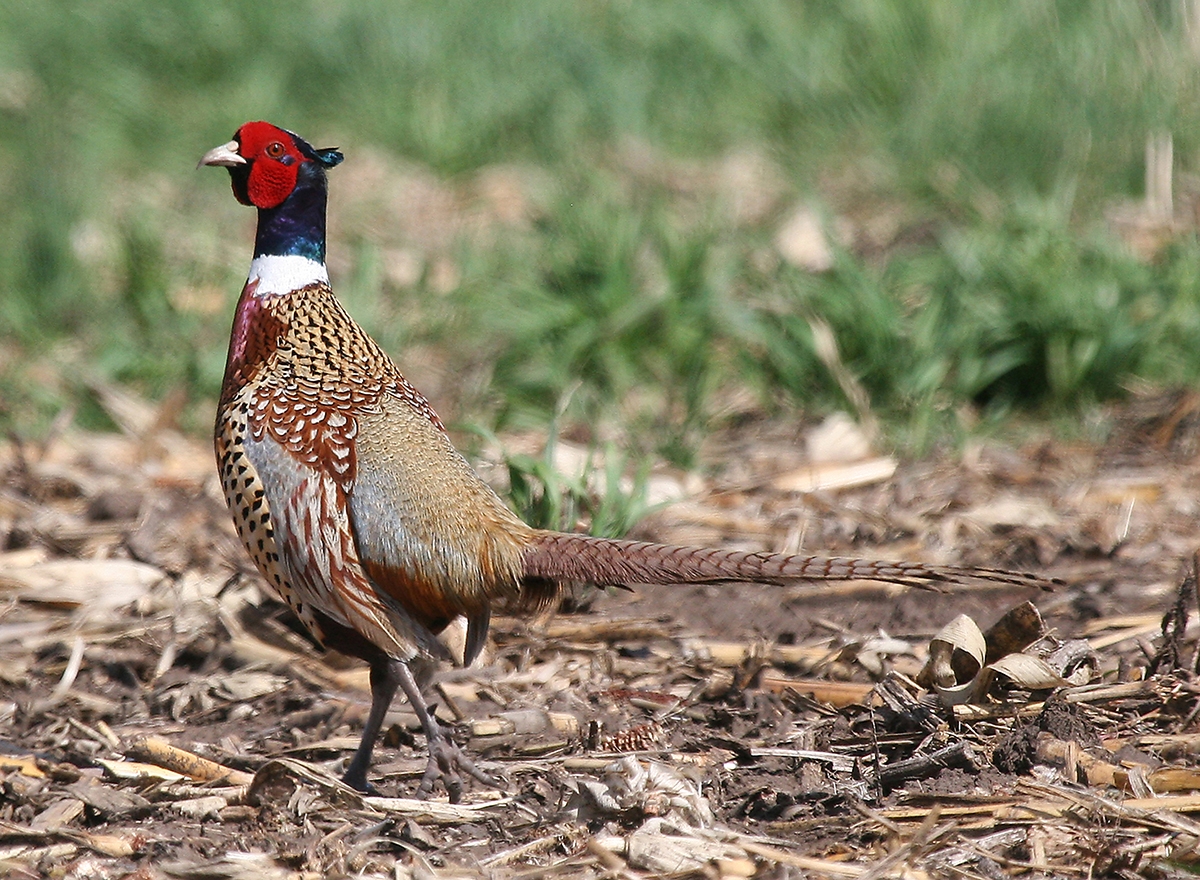 Chinese Ring necked Pheasant In A Corn Field Thru Our Eyes Photography Linton Wildlife Photos