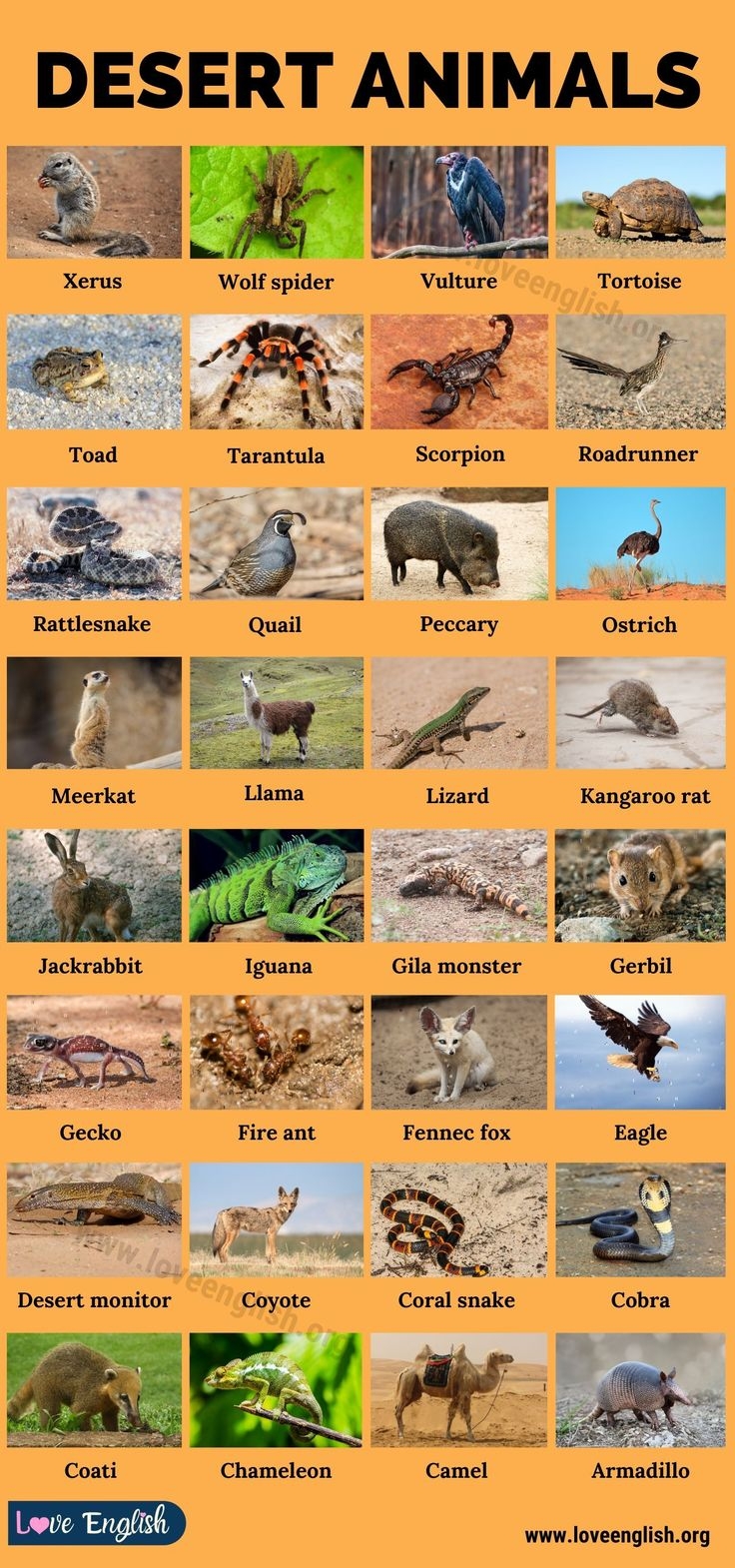 Desert Animals 35 Names Of Animals That Live In Desert Biomes Love English