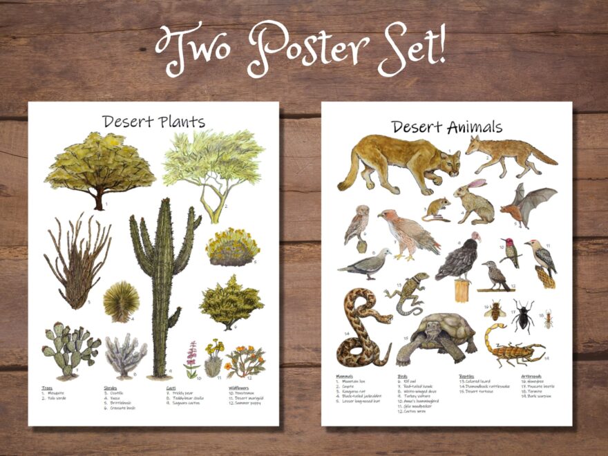 Desert Animals And Desert Plants Classroom Poster Set Homeschool Decor Nature Study Sonoran Desert Saguaro National Park Flora Fauna Etsy