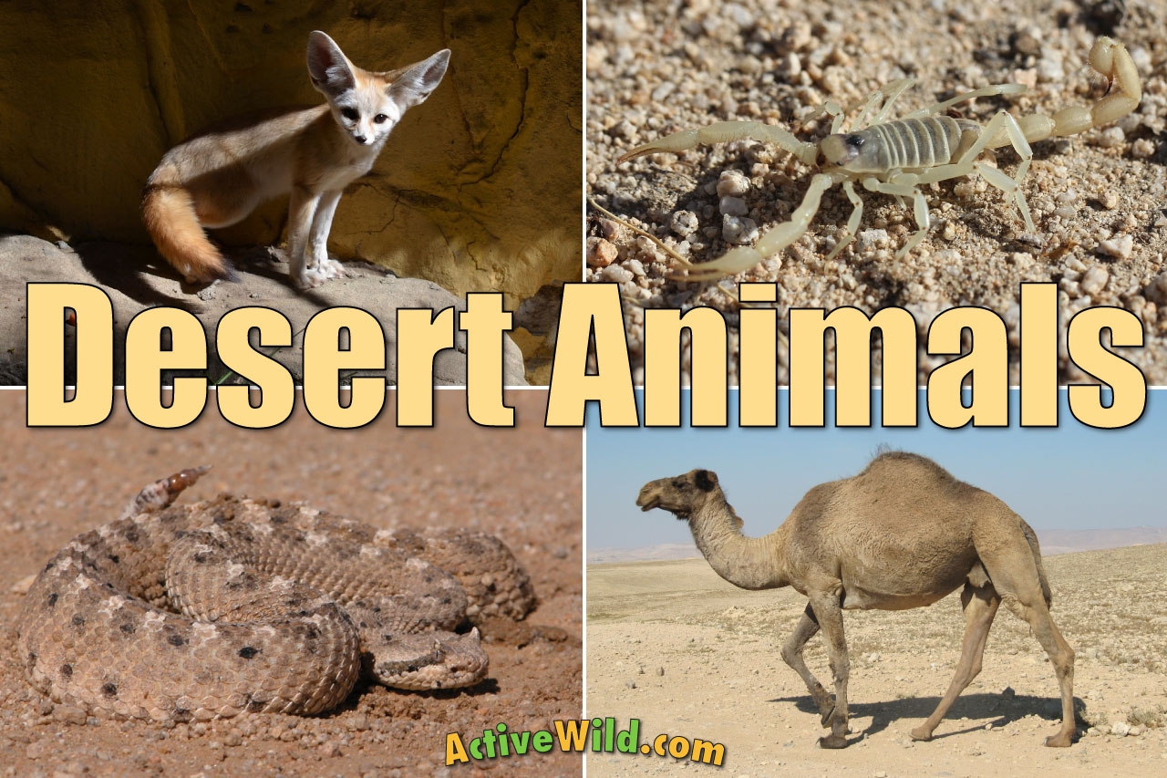 Desert Animals List With Pictures Amazing Facts