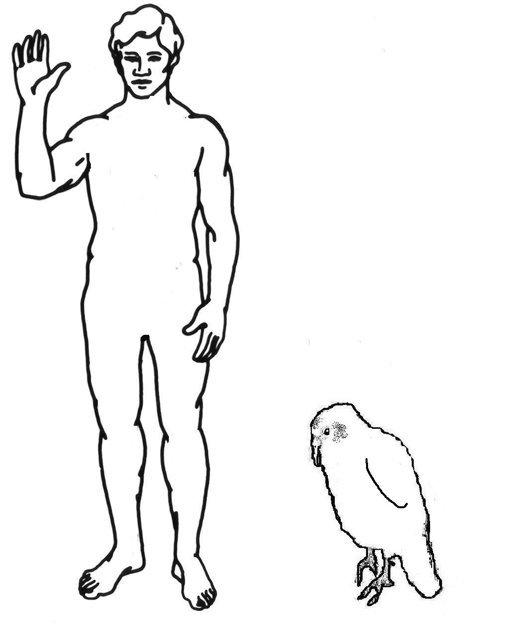 Kakapo Labeled Diagram Printable Version