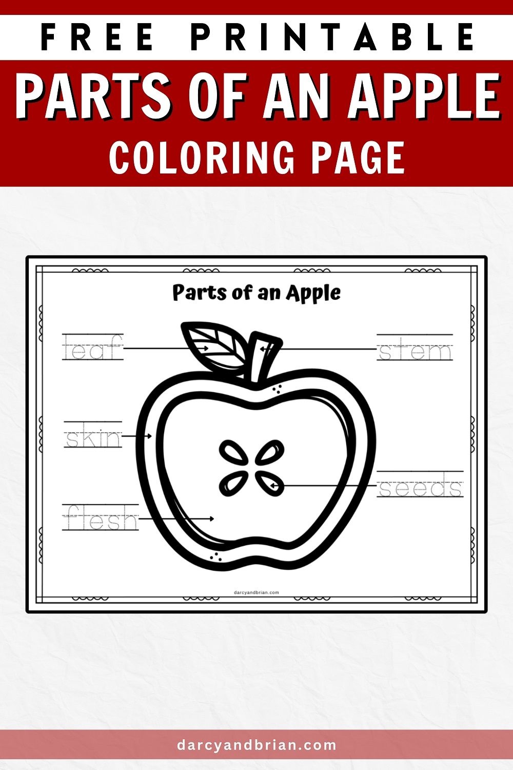 Free Printable Parts Of An Apple Coloring Page