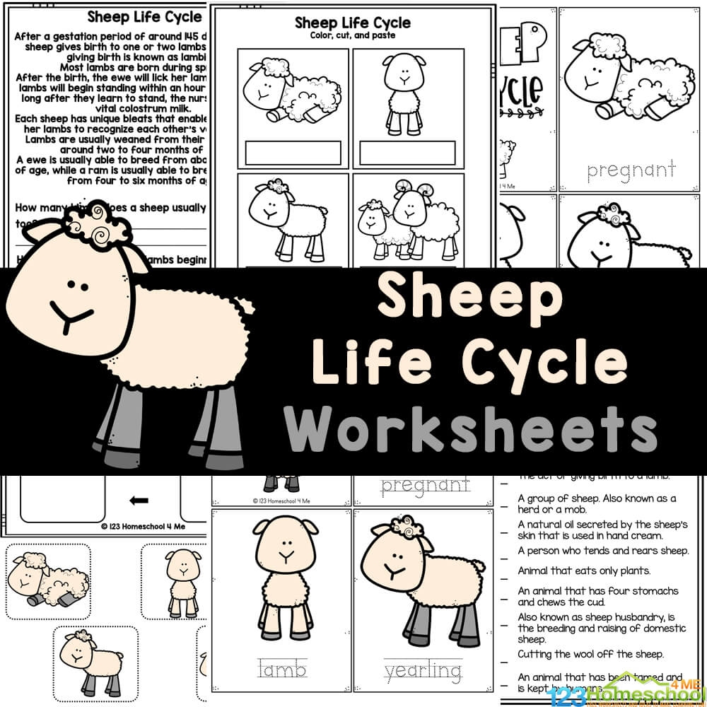 FREE Printable Sheep Life Cycle Worksheets For Elementary