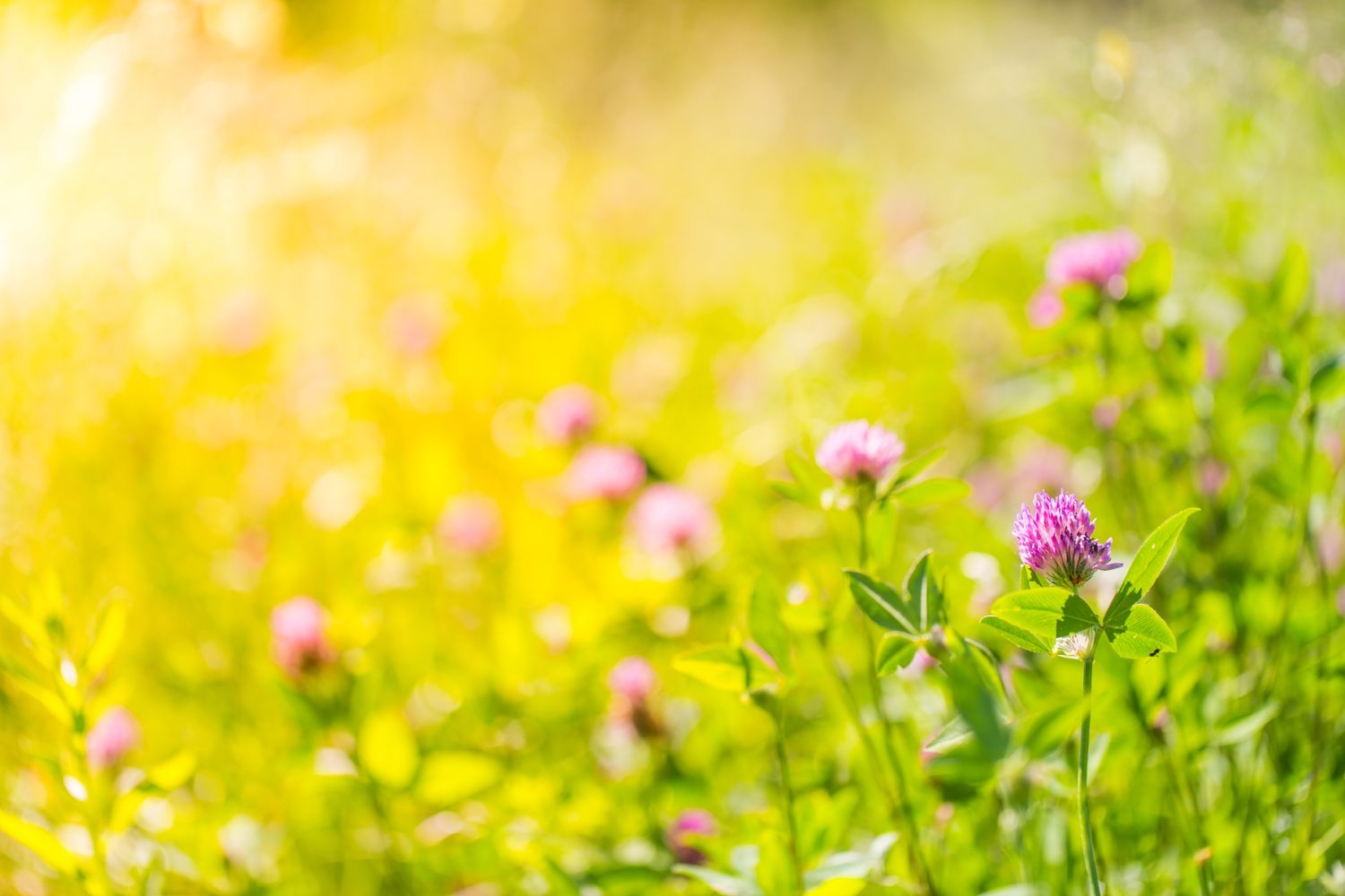 Free Printable Spring Related Activity Worksheets