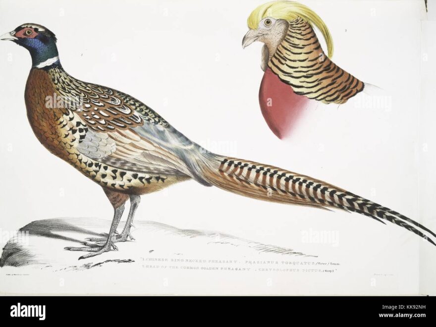 Hand Colored Print Depicting A Chinese Ring Necked Pheasant Phasianus Torquatus Full Body And At The Top Right Corner An Inset With The Head Of A Common Golden Pheasant Chrysolophus Pictus From