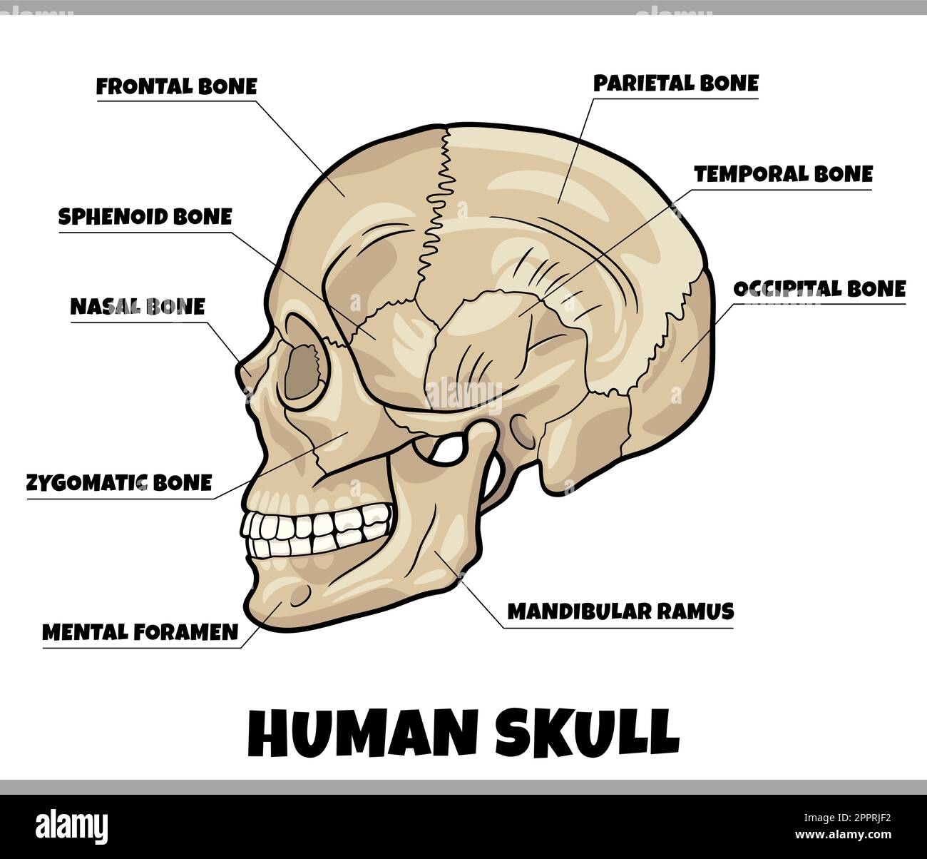 Printable Diagram Of Human Skull