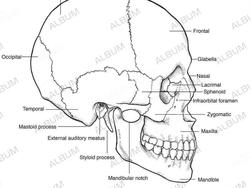 Illustration Of Human Skull Album Alb9201930