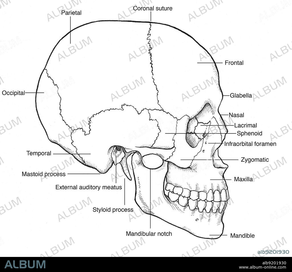 Illustration Of Human Skull Album Alb9201930