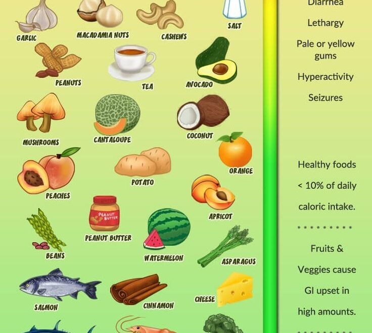 Info Graphic Of 55 Human Foods Dogs Can And Can t Eat Vet Approved