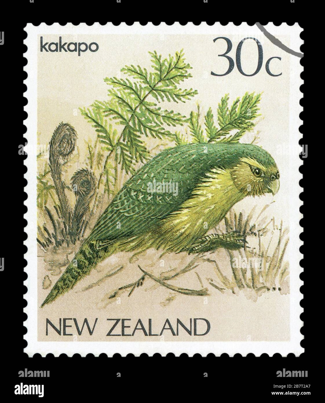 Kakapo Bird Hi res Stock Photography And Images Alamy