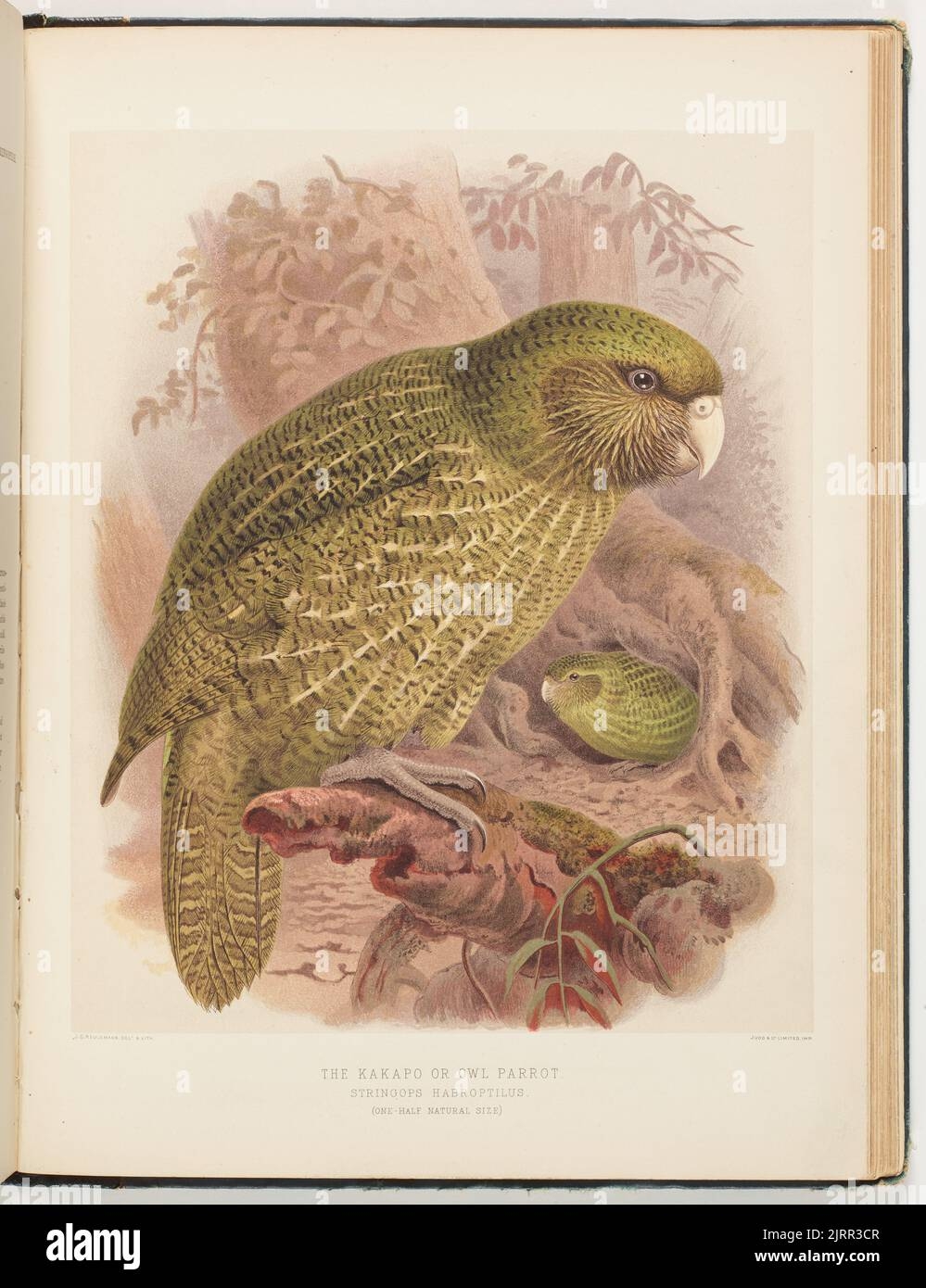 New Zealand Owl Parrot Hi res Stock Photography And Images Alamy