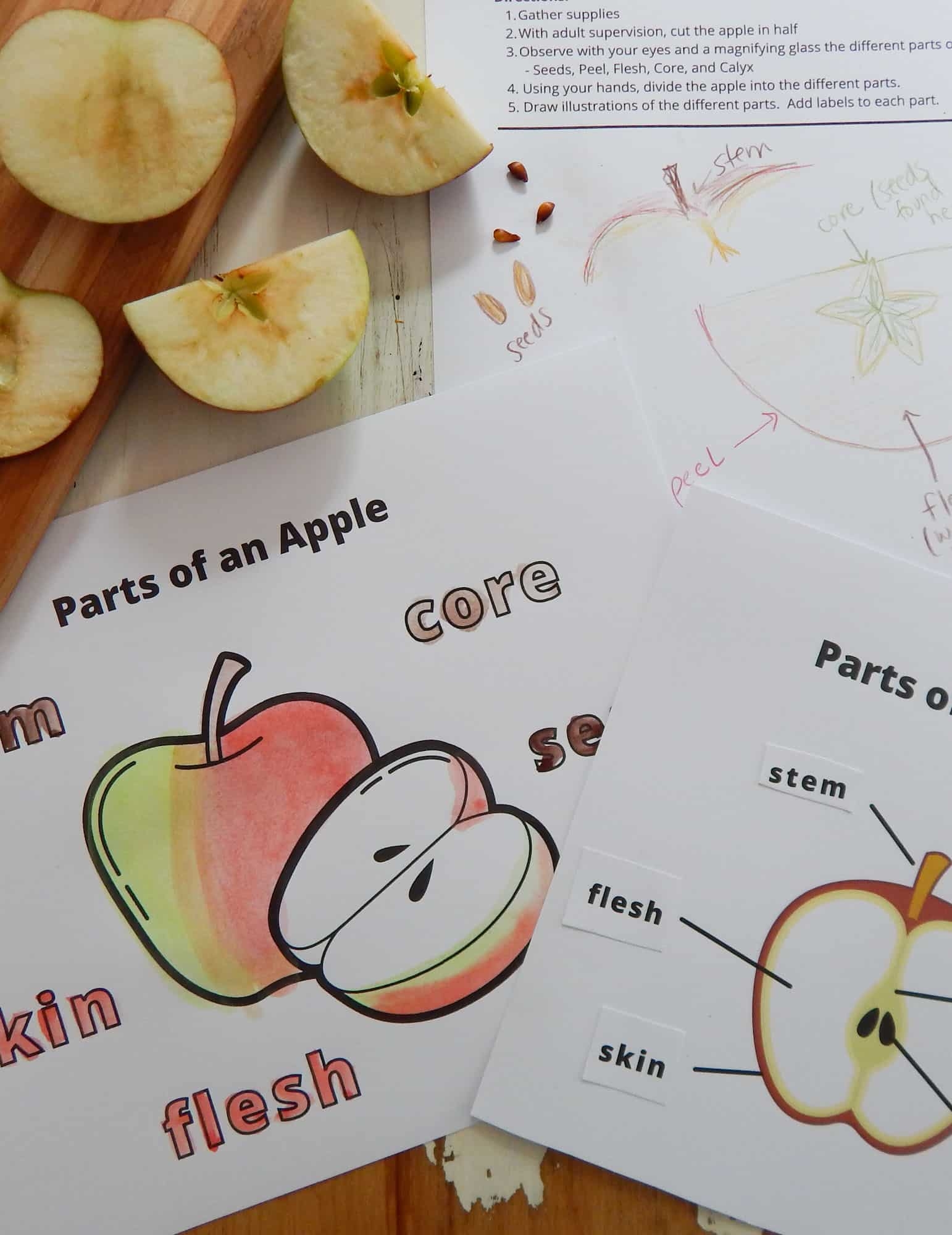 Parts Of An Apple With Free Printables