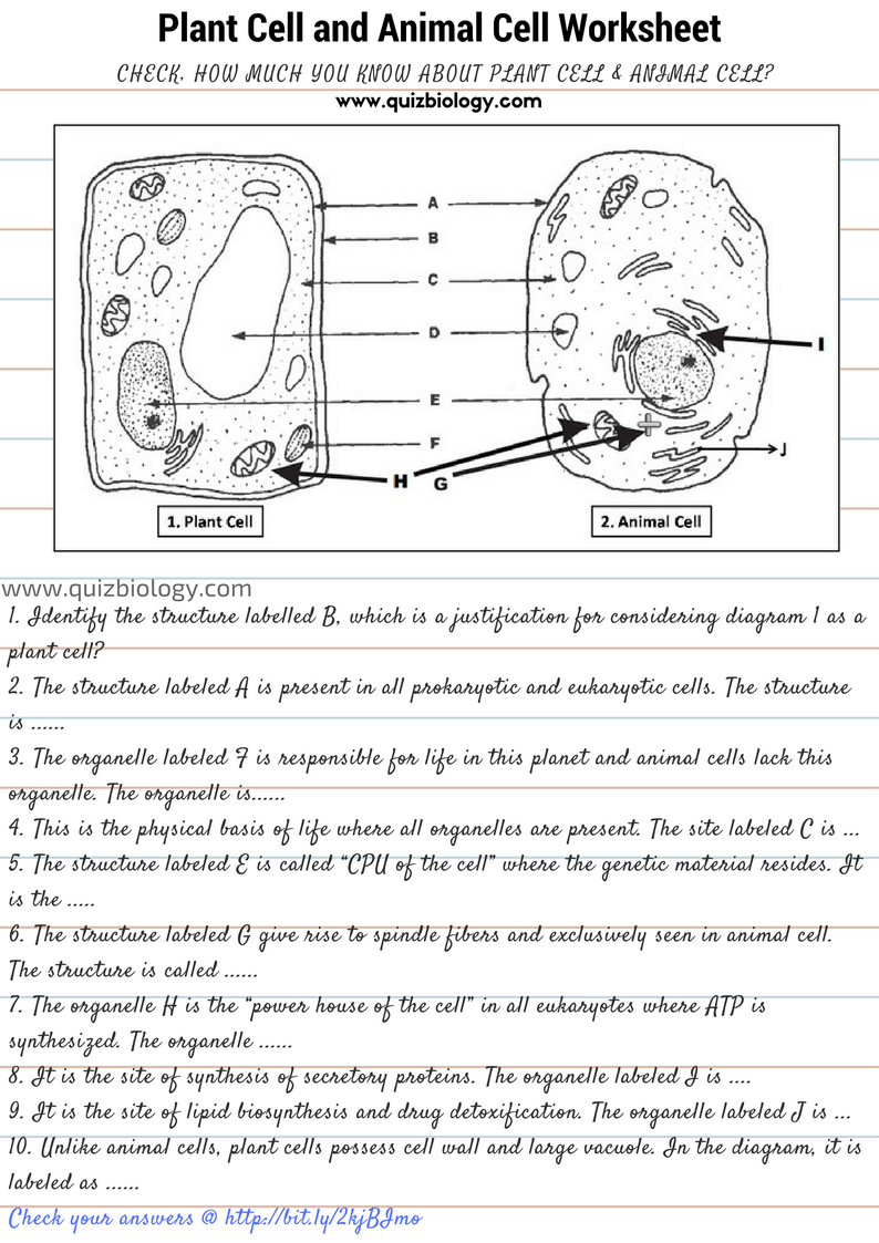 Plant And Animal Cell Worksheet Worksheets Library
