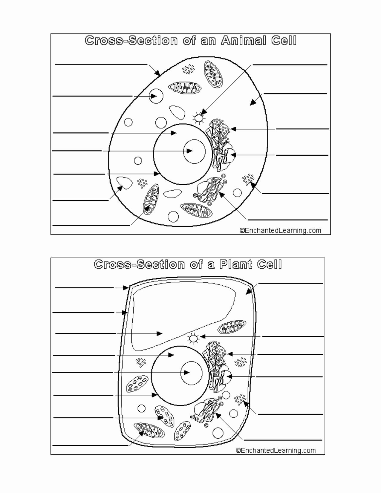 Plant And Animal Cells