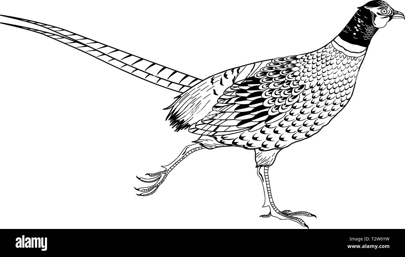 Printable Pics Of Chinese Ringnecked Pheasant