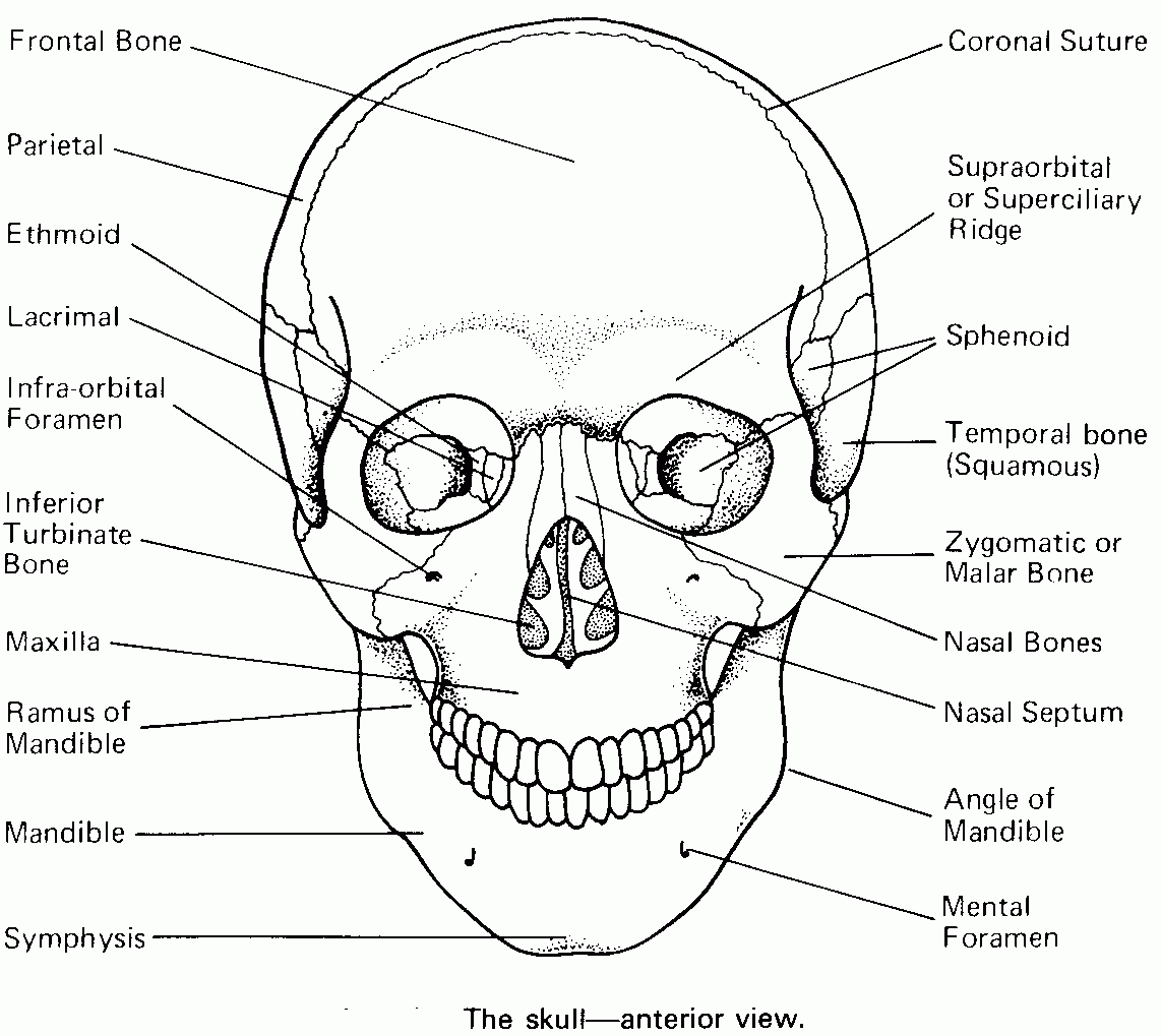 Skull Anatomy Coloring Pages Printable Coloring Pages FREE