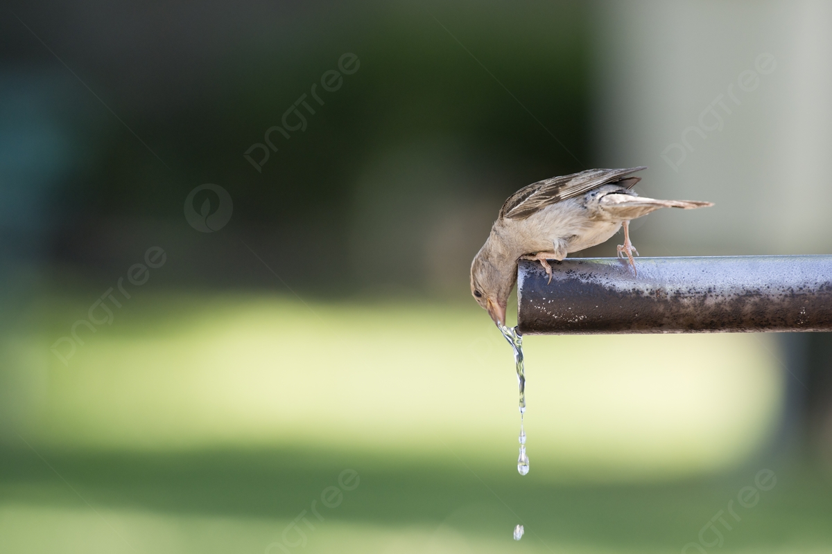 Sparrow Drinking Water Pipe Water Fly Photo Background And Picture For Free Download Pngtree
