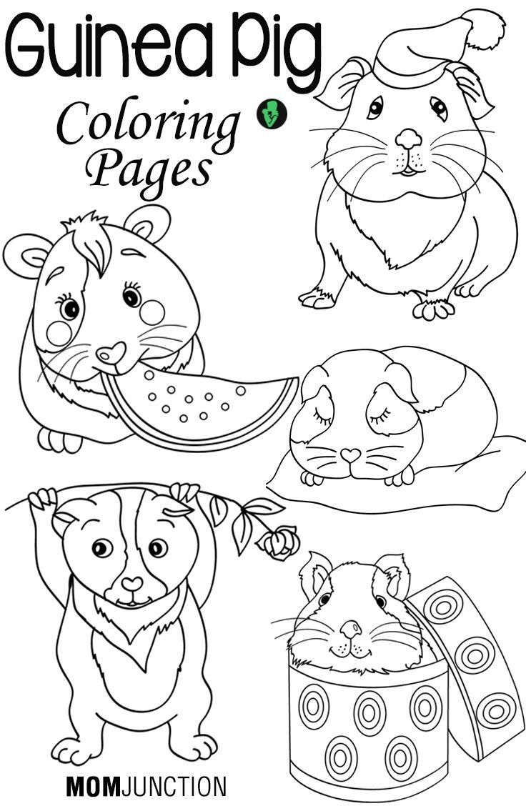 Top 25 Free Printable Guinea Pig Coloring Pages Online