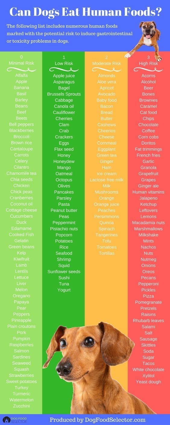 Printable List Of Foods Dogs CanT Eat
